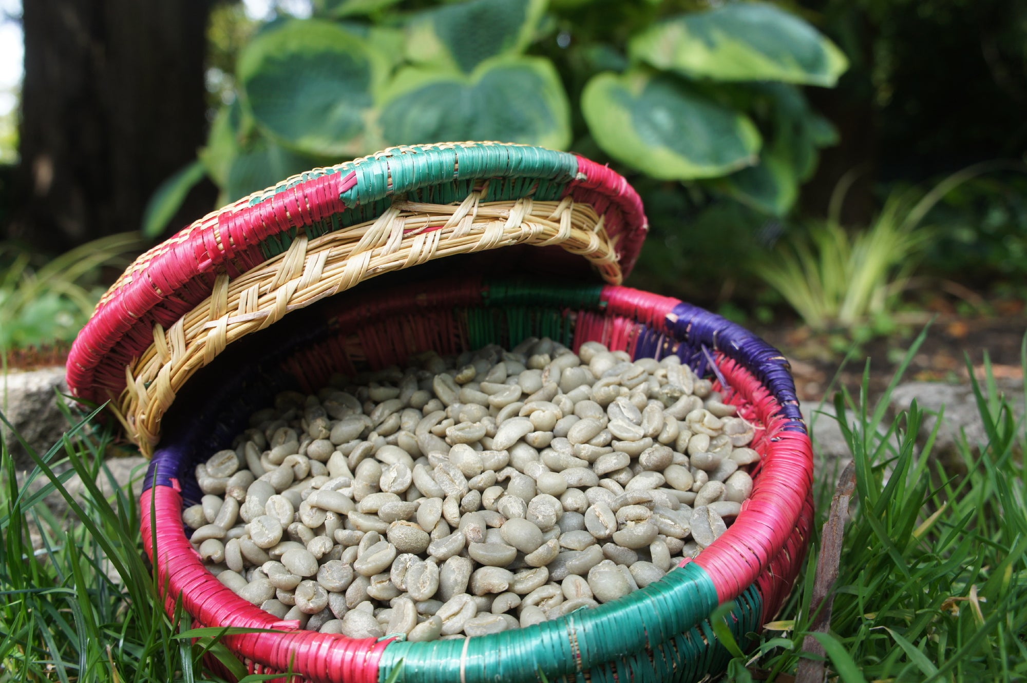 Yirgacheffe coffee beans